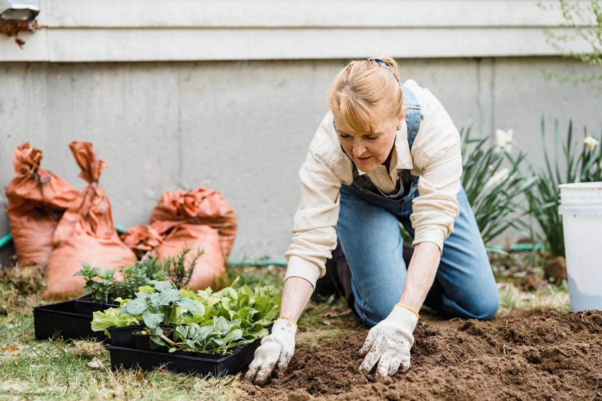 Gardener planting young plants in soil
