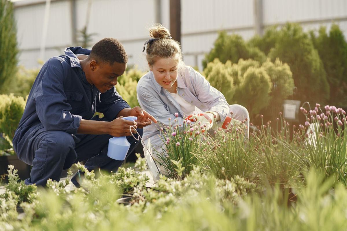 Two gardeners tending plants outdoors