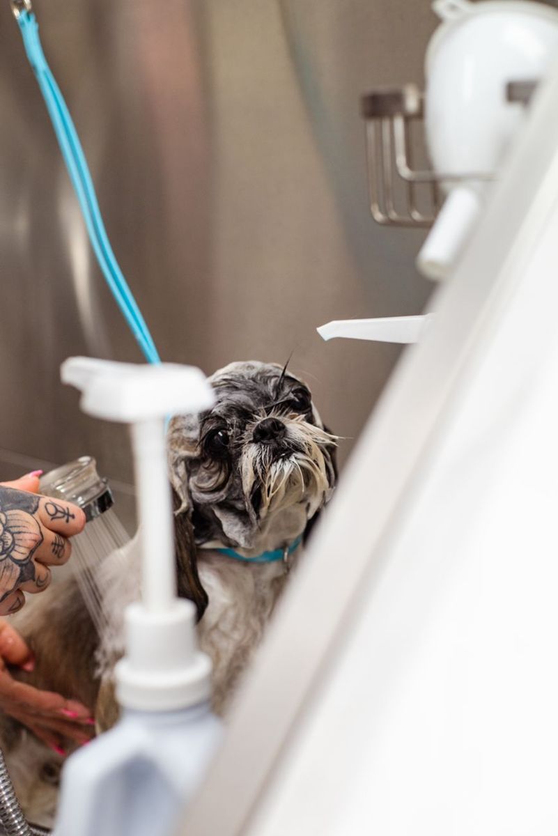 Small dog being cared for during a bath at a pet salon