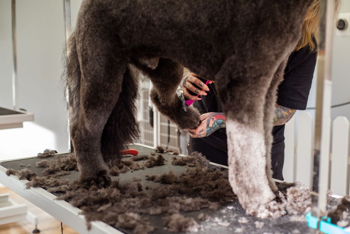 Groomer trimming a large dog's fur