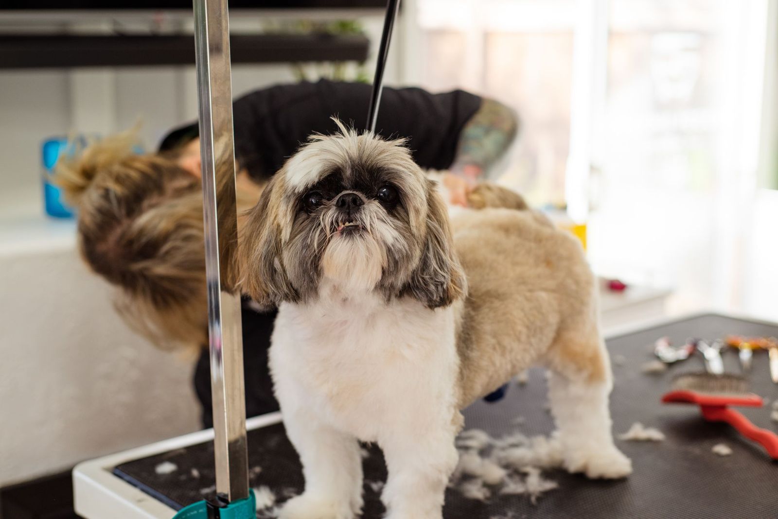 Shih Tzu receiving a careful haircut during a grooming session
