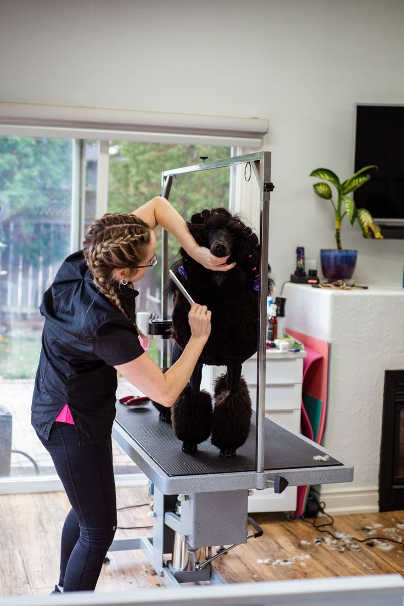 Groomer carefully styling a Poodle in a salon