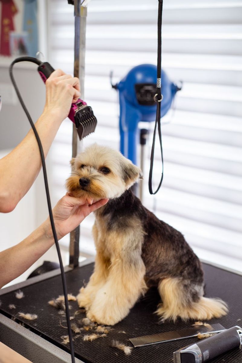 Yorkshire Terrier receiving a grooming session